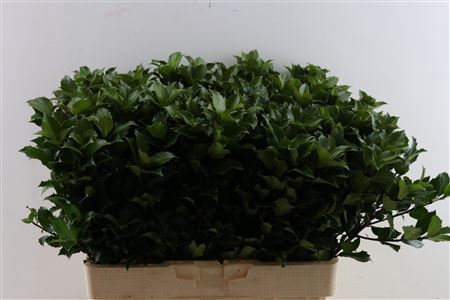 <h4>Ilex blue prince</h4>