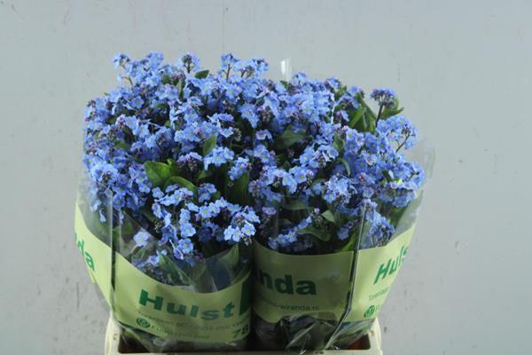 <h4>Myosotis blue</h4>