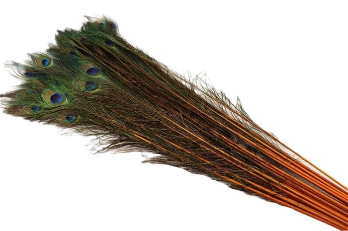 <h4>Deco Stem Feather Peacock Natural/orange</h4>