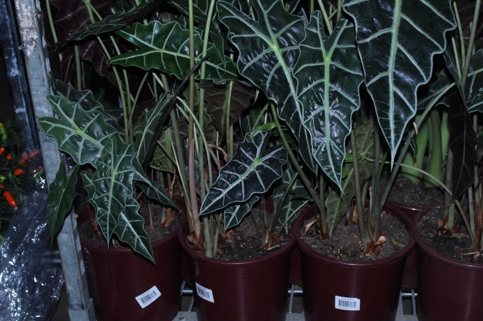<h4>ALOCASIA POLLY P23</h4>