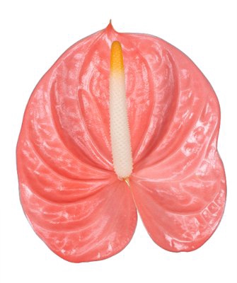 <h4>Anthurium farao</h4>