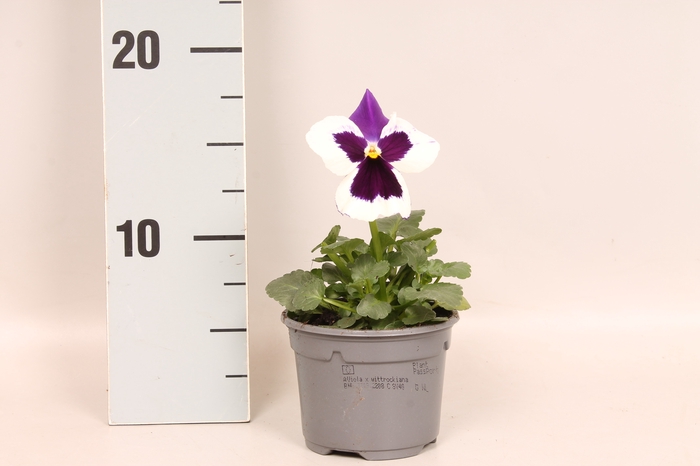 <h4>Viola wittrockiana F1 White with Purple Wing</h4>
