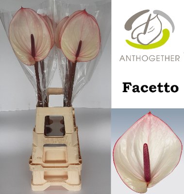 <h4>Anthurium facetto</h4>