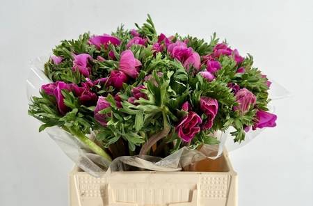 <h4>Anemone mistral plus cerise</h4>