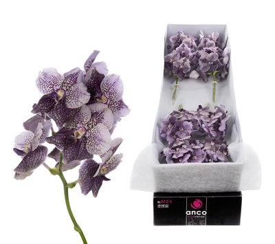 <h4>Vanda divana antique mauve plum</h4>