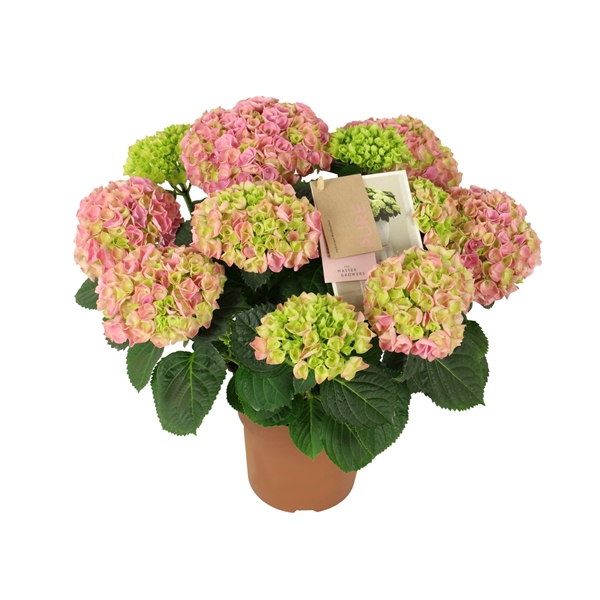 <h4>Hydrangea mac. Hi River Pink 7+ Flowers</h4>