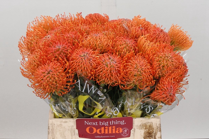 <h4>Nutans ayoba orange</h4>