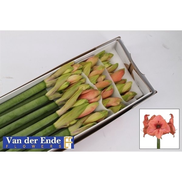 <h4>Hippeastrum bq</h4>