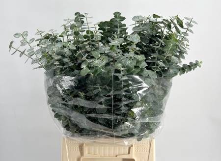 <h4>Leaf eucalyptus baby blue short</h4>
