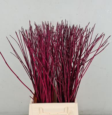 <h4>Cornus Alba Sibirica Rood</h4>