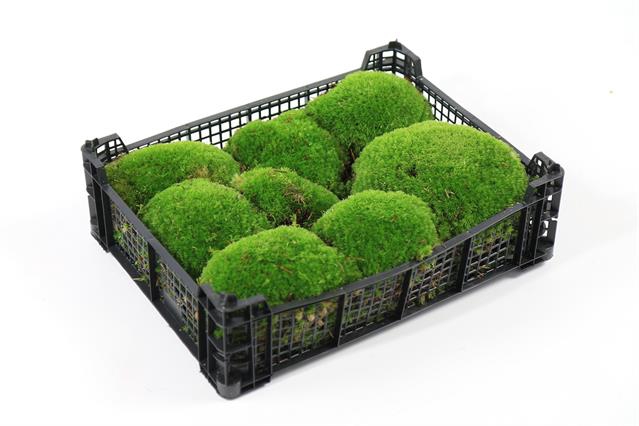 <h4>Moss bolbous (Leucobryum)</h4>