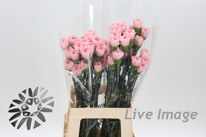 <h4>Dianthus st nahema</h4>