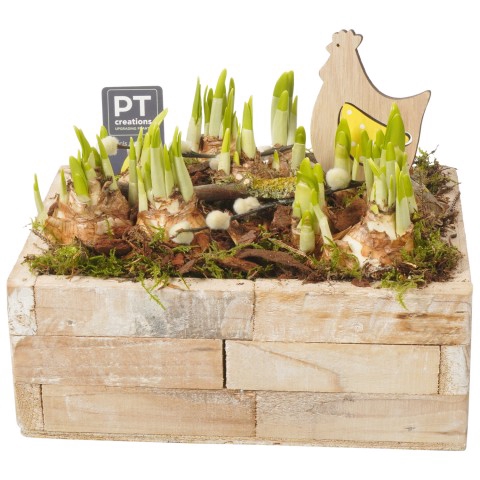 <h4>PTNBP1768 Arrangementen Narcissus (Other Grp) 'Tête-à-Tête'</h4>