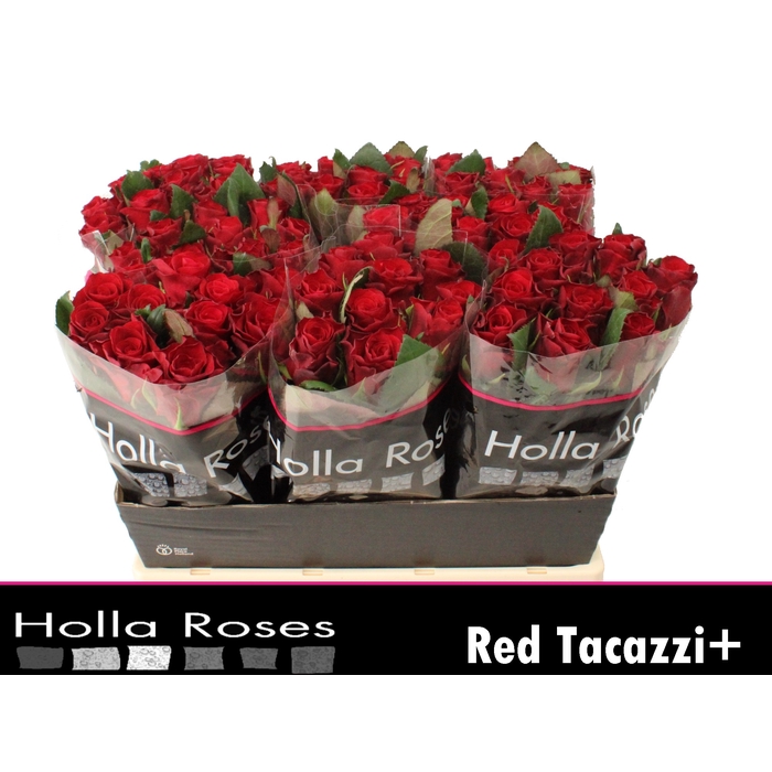 <h4>R GR RED TACAZZI+</h4>