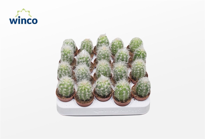 <h4>Cactus Ov</h4>
