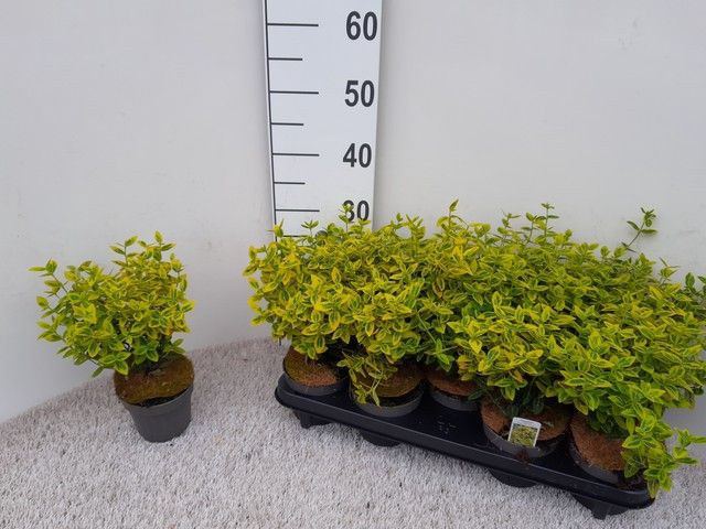 <h4>EUONYMUS FO EM GOLD</h4>