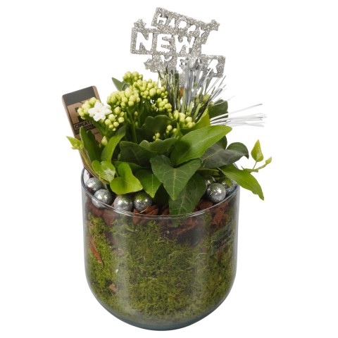 <h4>PTHN7255 Arrangementen kamerplanten</h4>