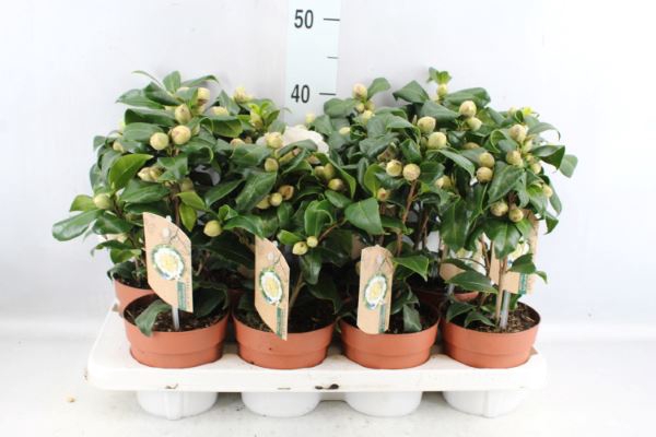 <h4>Camellia japonica 'Brushfield Yell'</h4>