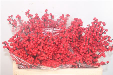 <h4>Ilex verticillata red</h4>