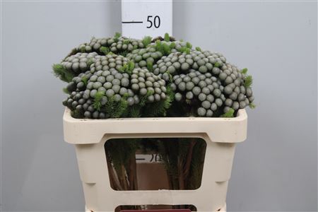 <h4>Brunia Albiflora</h4>