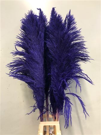 <h4>Cortaderia Purple</h4>