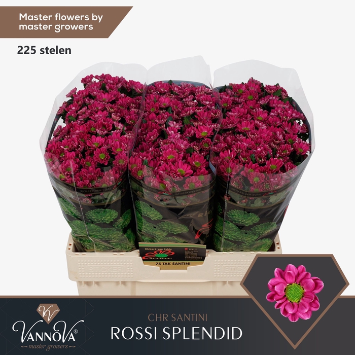 <h4>Chr S Rossi Splendid</h4>