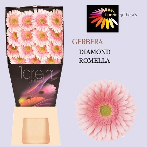 <h4>Gerbera diamond romella</h4>
