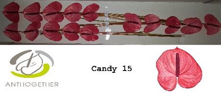 <h4>Anth A Candy 15</h4>