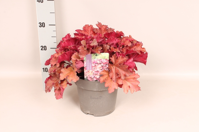 <h4>vaste planten 19 cm  Heuchera Boysenberry</h4>