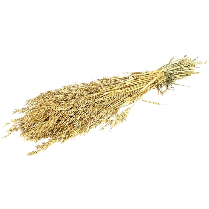 <h4>DRIED FLOWERS - AVENA HAVER GOLD</h4>