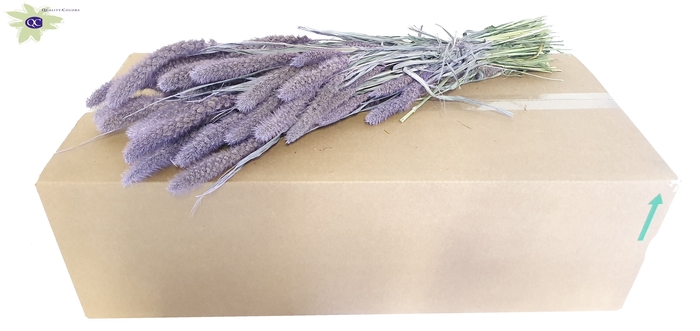 <h4>Setaria per bunch frosted milka</h4>