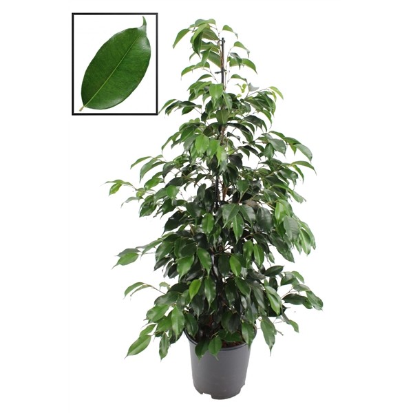 <h4>Ficus benjamina danielle</h4>
