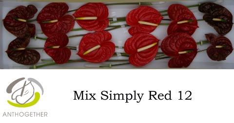 <h4>Anthurium mix red</h4>