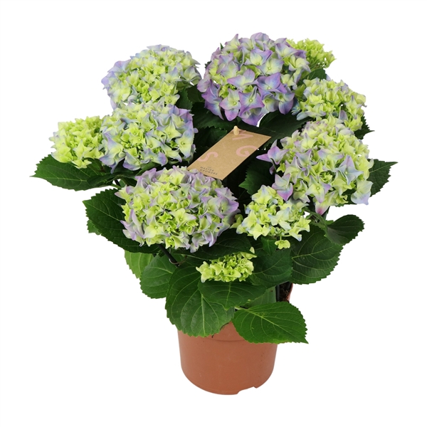 <h4>Hydrangea blue 5/6 flowers</h4>