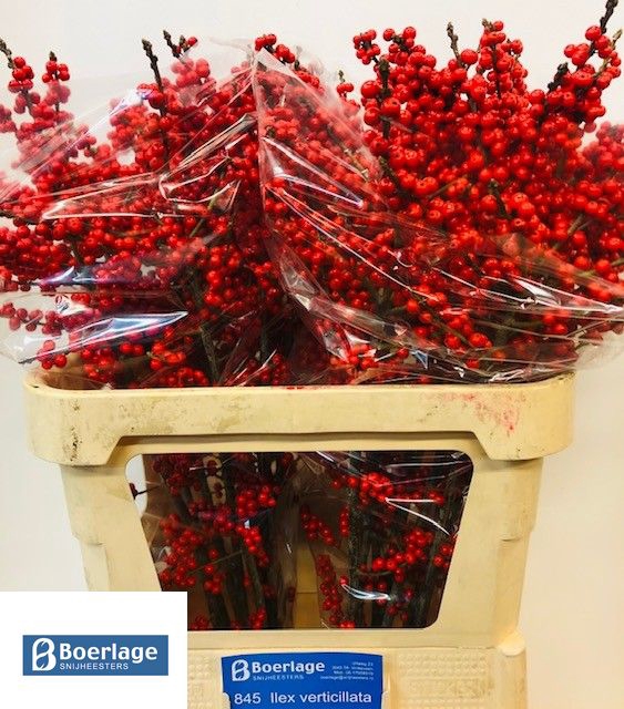 <h4>Ilex verticillata red</h4>