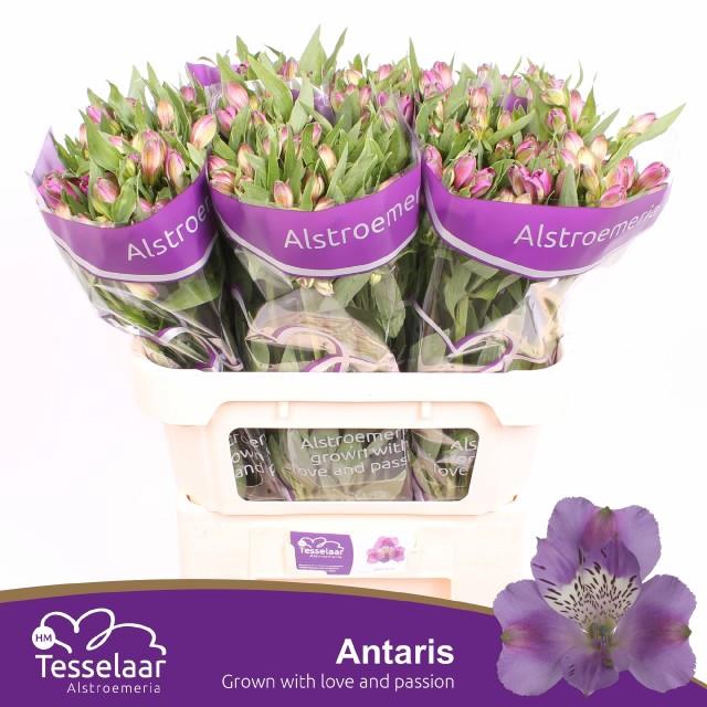 <h4>ALSTR ANTARIS</h4>