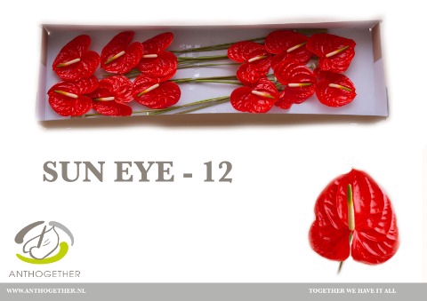 <h4>Anthurium sun eye</h4>