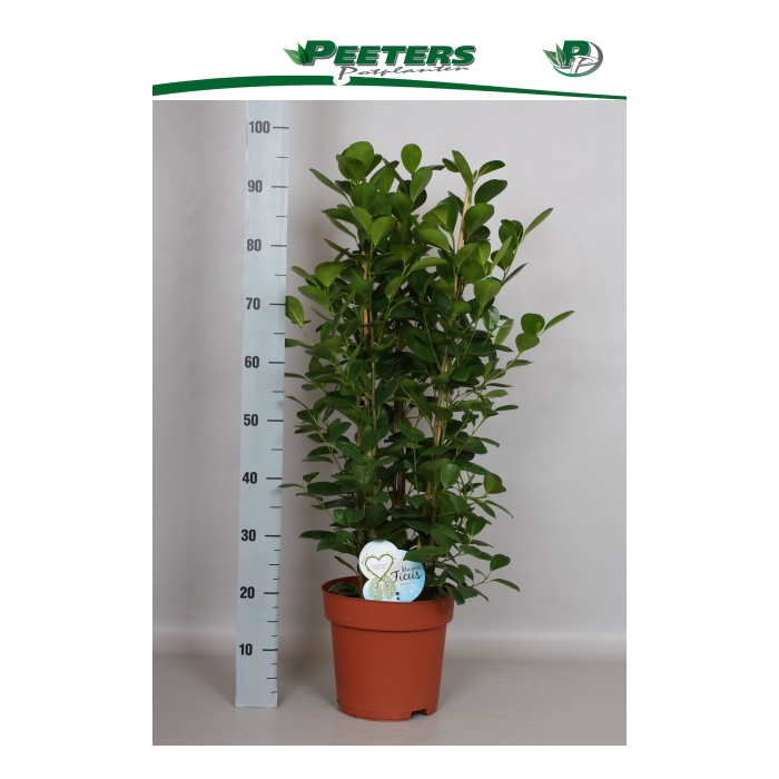 <h4>Ficus Microcapra Moclame 24Ø 100cm 6pp</h4>