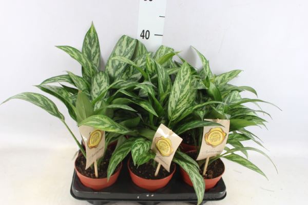 <h4>Aglaonema  'Maria'</h4>