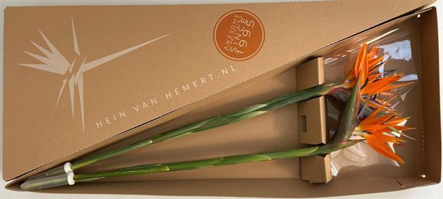 <h4>Strelitzia triangle box</h4>