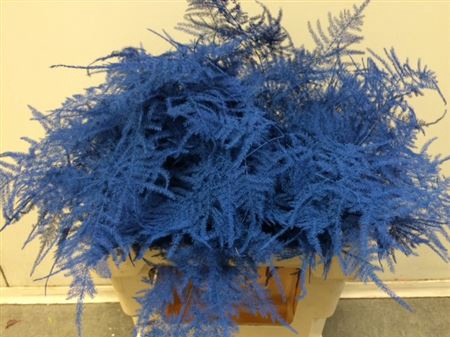 <h4>Asp. Extra Blue</h4>