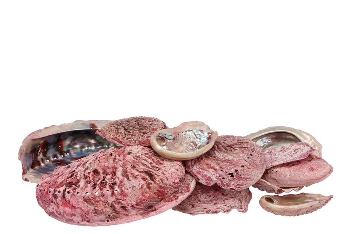 <h4>Schelp Abalone Pink 19x18,5x4,5cm</h4>