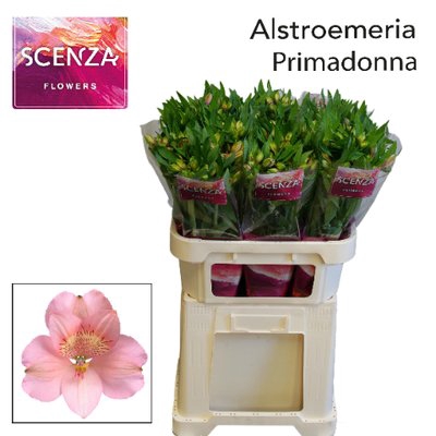 <h4>Alstroemeria primadonna</h4>