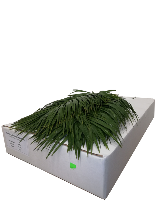 <h4>PHOENIX ROEBELINII RIO PALMS 60CM</h4>