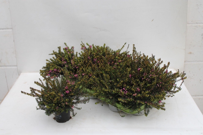 <h4>Erica (win. Lena</h4>