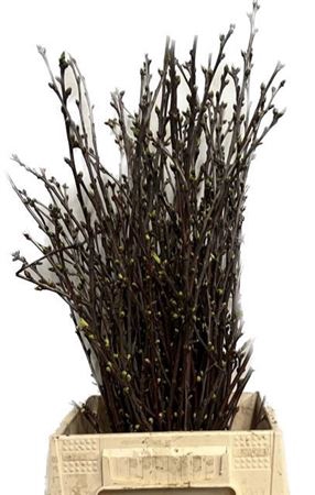 <h4>Kersenbloesem P Bos 60cm</h4>
