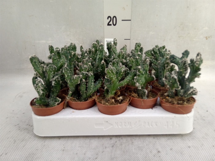 <h4>Cactus   ...</h4>
