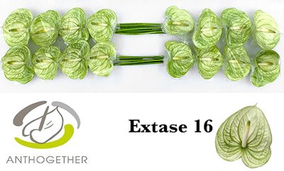 <h4>Anthurium extase</h4>