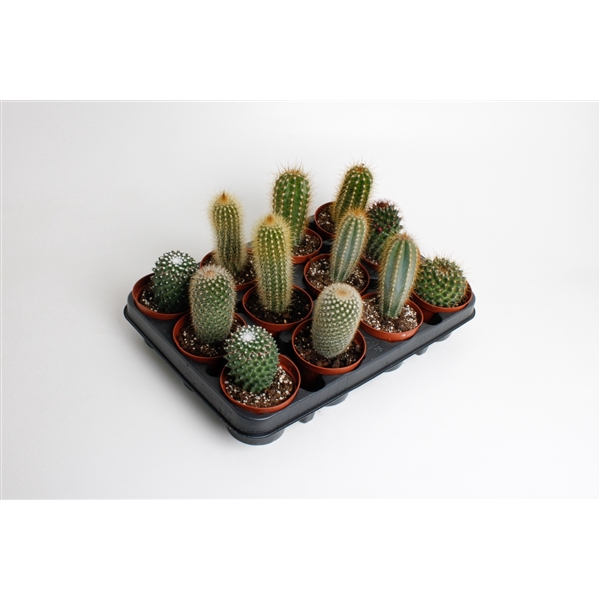 <h4>cactus mix 8.5 cm</h4>