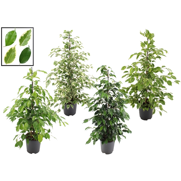 <h4>Ficus benjamina forever mix</h4>